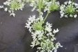 Thumbnail IMG_3871.JPG 