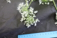 Thumbnail IMG_3872.JPG 