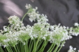 Thumbnail IMG_3873.JPG 