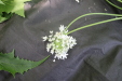 Thumbnail IMG_3874.JPG 