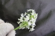 Thumbnail IMG_3875.JPG 