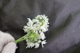 Thumbnail IMG_3876.JPG 
