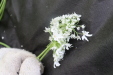 Thumbnail IMG_3877.JPG 