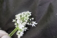 Thumbnail IMG_3879.JPG 