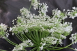 Thumbnail IMG_3880.JPG 