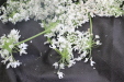 Thumbnail IMG_3881.JPG 