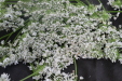 Thumbnail IMG_3882.JPG 
