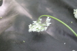 Thumbnail IMG_3884.JPG 