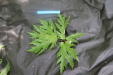 Thumbnail IMG_3885.JPG 