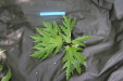 Thumbnail IMG_3886.JPG 