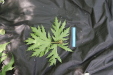 Thumbnail IMG_3887.JPG 