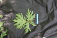 Thumbnail IMG_3888.JPG 