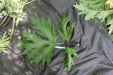 Thumbnail IMG_3889.JPG 