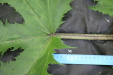 Thumbnail IMG_3890.JPG 
