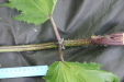 Thumbnail IMG_3891.JPG 