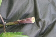 Thumbnail IMG_3892.JPG 