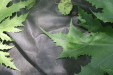 Thumbnail IMG_3893.JPG 