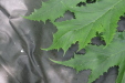 Thumbnail IMG_3894.JPG 