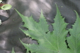 Thumbnail IMG_3895.JPG 
