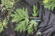 Thumbnail IMG_3896.JPG 