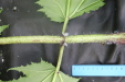Thumbnail IMG_3897.JPG 