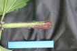 Thumbnail IMG_3898.JPG 
