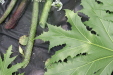 Thumbnail IMG_3900.JPG 