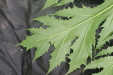 Thumbnail IMG_3901.JPG 