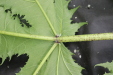 Thumbnail IMG_3902.JPG 