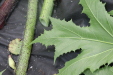 Thumbnail IMG_3903.JPG 