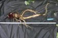 Thumbnail IMG_3906.JPG 