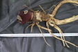 Thumbnail IMG_3907.JPG 