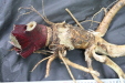 Thumbnail IMG_3908.JPG 