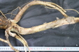 Thumbnail IMG_3909.JPG 