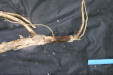 Thumbnail IMG_3910.JPG 