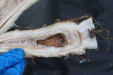 Thumbnail IMG_3913.JPG 