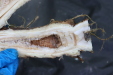 Thumbnail IMG_3914.JPG 