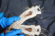 Thumbnail IMG_3915.JPG 