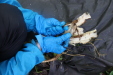 Thumbnail IMG_3920.JPG 