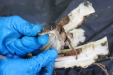 Thumbnail IMG_3921.JPG 