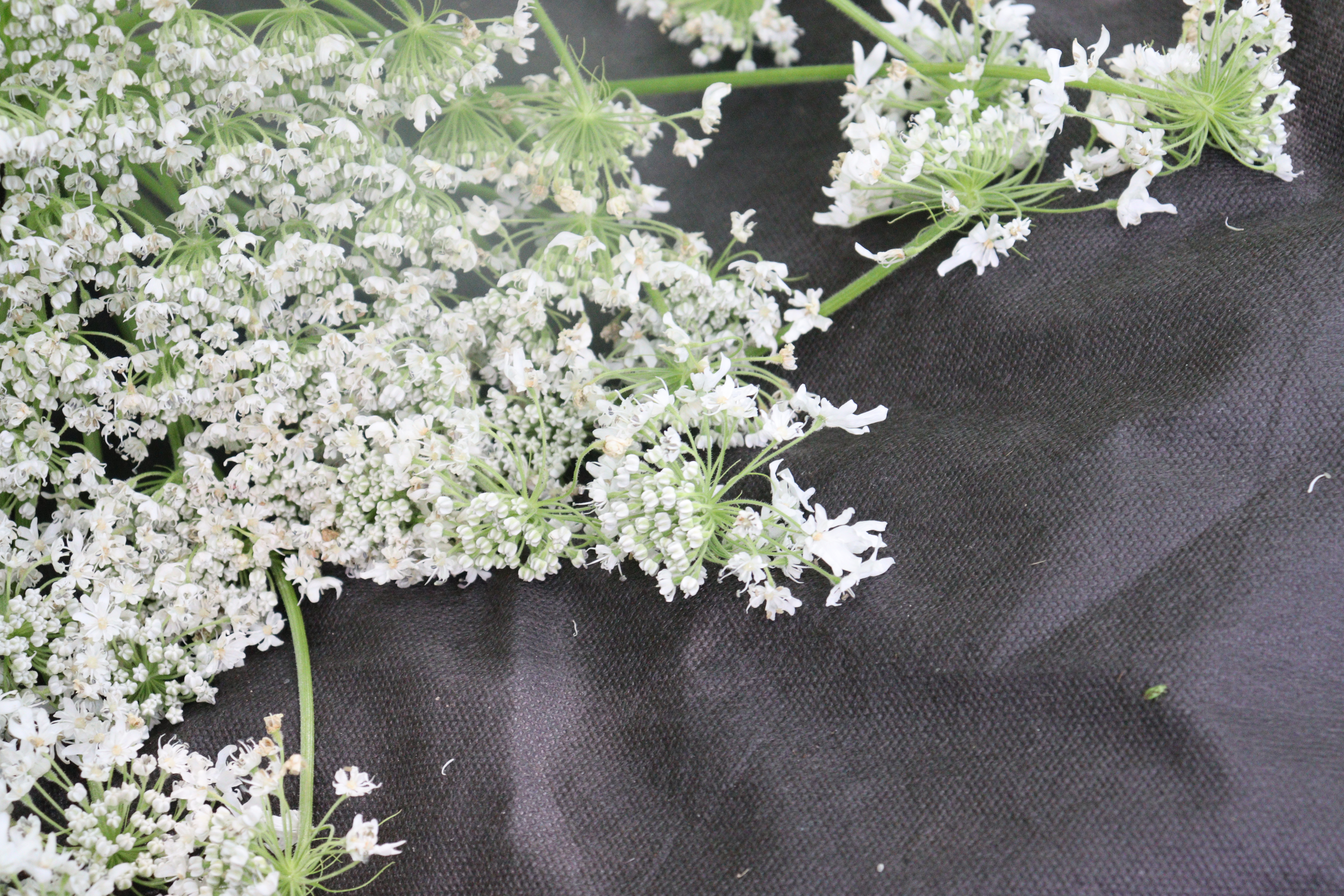 IMG_3883.JPG 