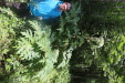 Thumbnail IMG_4081.JPG 