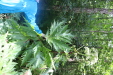 Thumbnail IMG_4082.JPG 