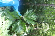 Thumbnail IMG_4083.JPG 