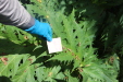 Thumbnail IMG_4084.JPG 