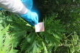 Thumbnail IMG_4085.JPG 