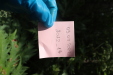 Thumbnail IMG_4086.JPG 