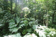 Thumbnail IMG_4089.JPG 