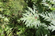 Thumbnail IMG_4091.JPG 