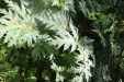 Thumbnail IMG_4092.JPG 